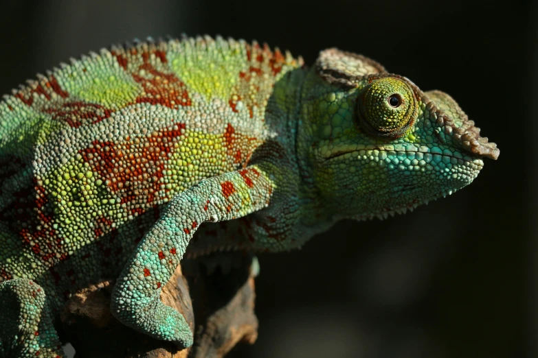 a close up of a chamelon sitting on top of a tree stump