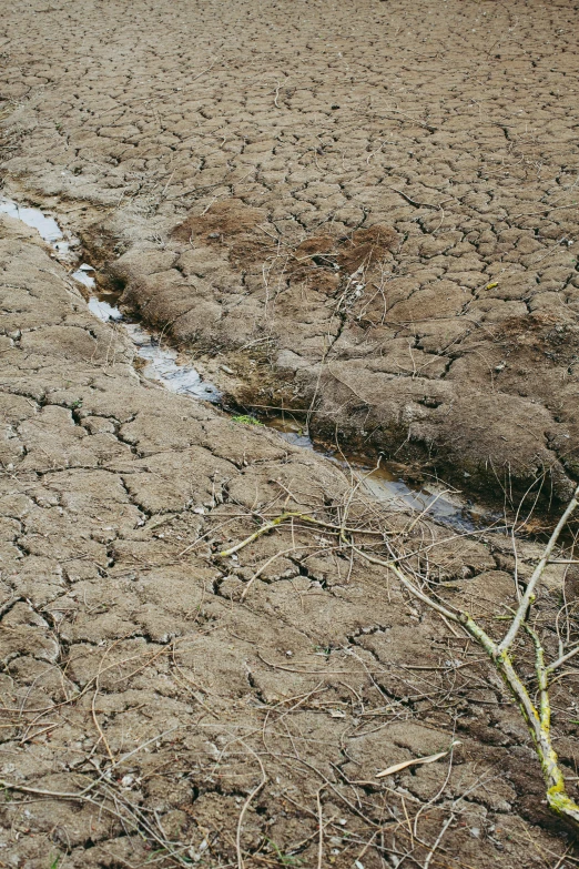 an image of dry land with small trees in the foreground