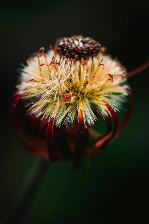 a plant with yellow flowers in a dark room