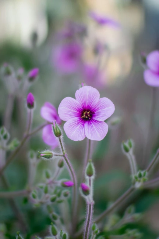 a pink flower is growing in a field