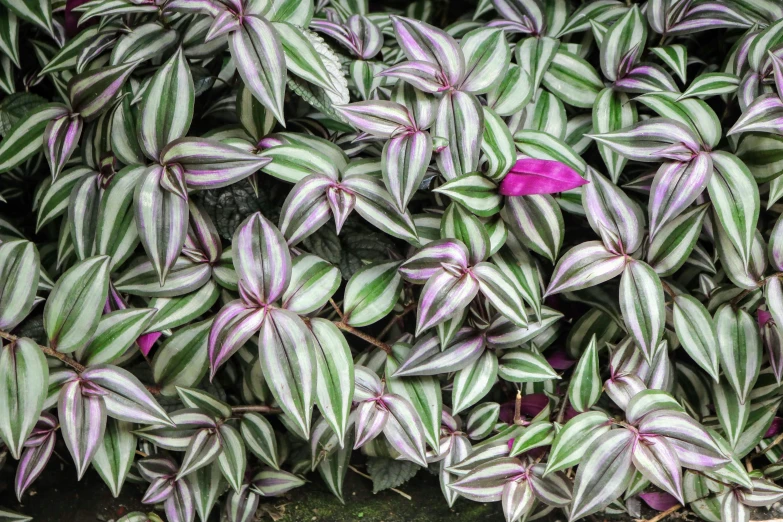 purple, white and green plant with some pink flowers