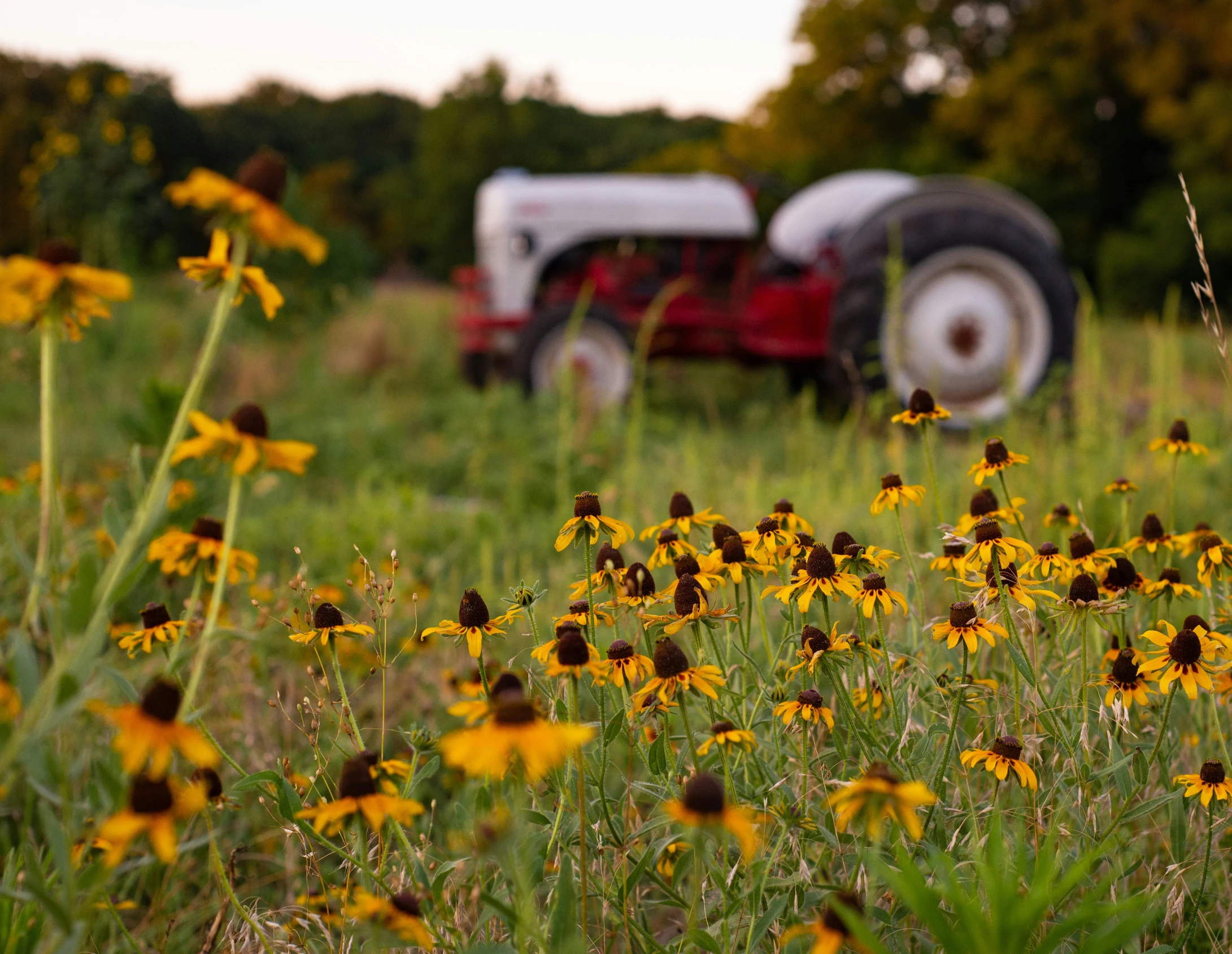 an old red truck is driving through the field