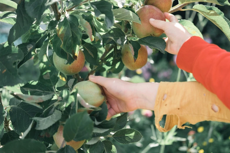 hands reaching for a peach on a tree