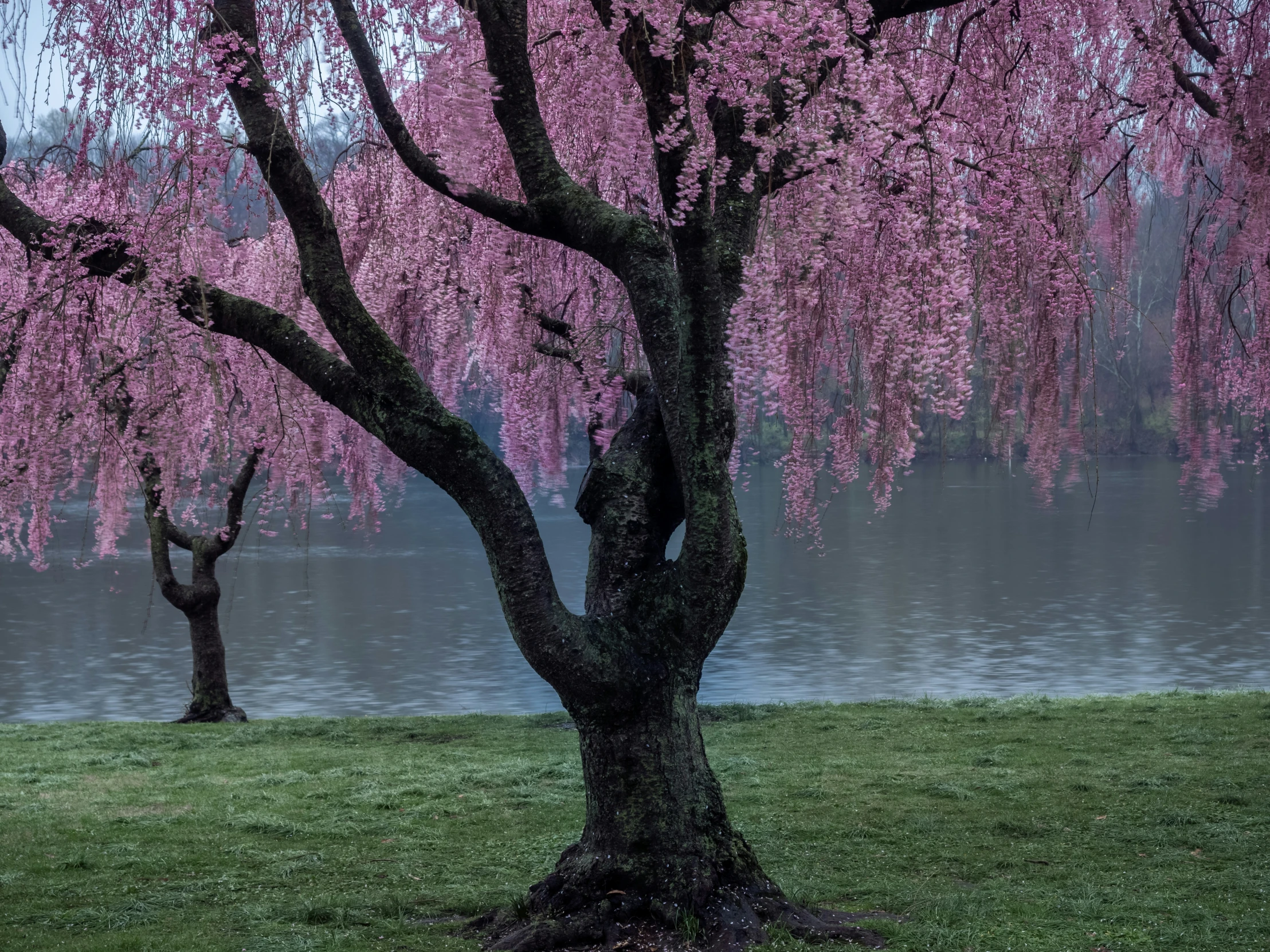 trees with pink flowers are in the foreground near a body of water