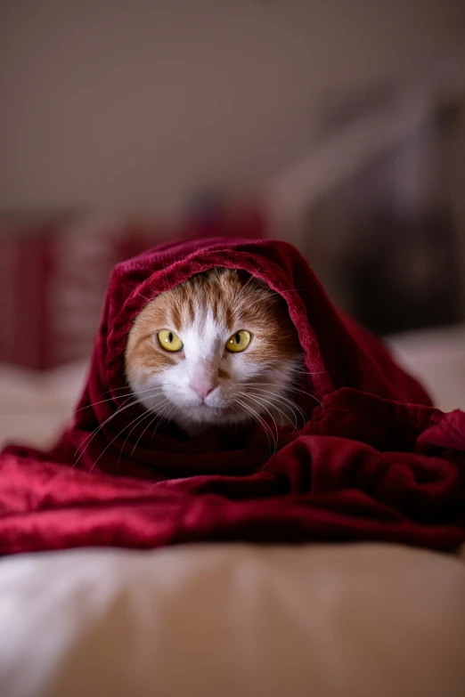 a white and orange cat looking out from under the red blanket