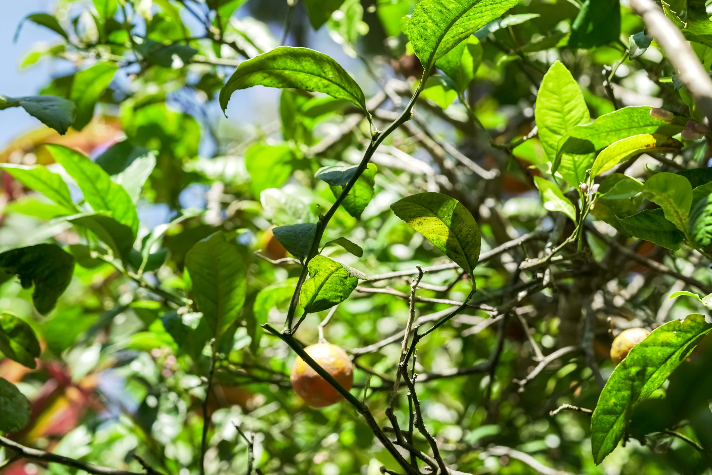 the leaves are green and green outside