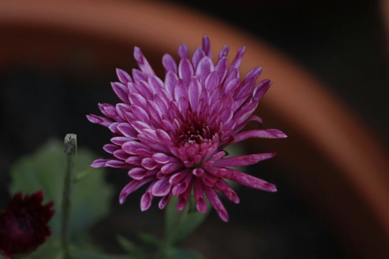 close up s of an elegantly purple flower