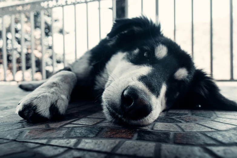 the dog has just fallen asleep outside on the patio