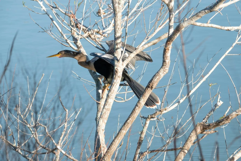 a large bird perched in the nches of a bare tree