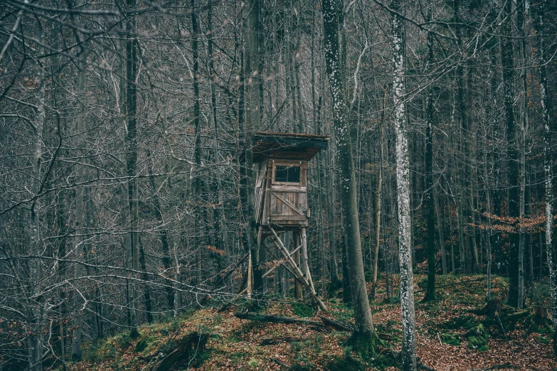 a wooden cabin stands near a wooded area