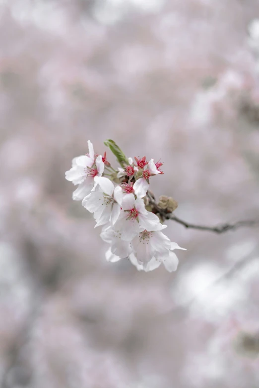 a nch with blossoms on it, in front of some nches