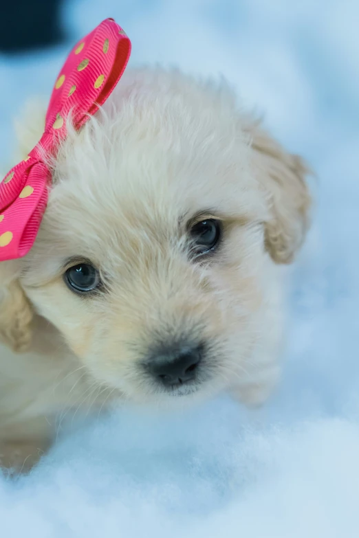 a white puppy with a pink bow around its head