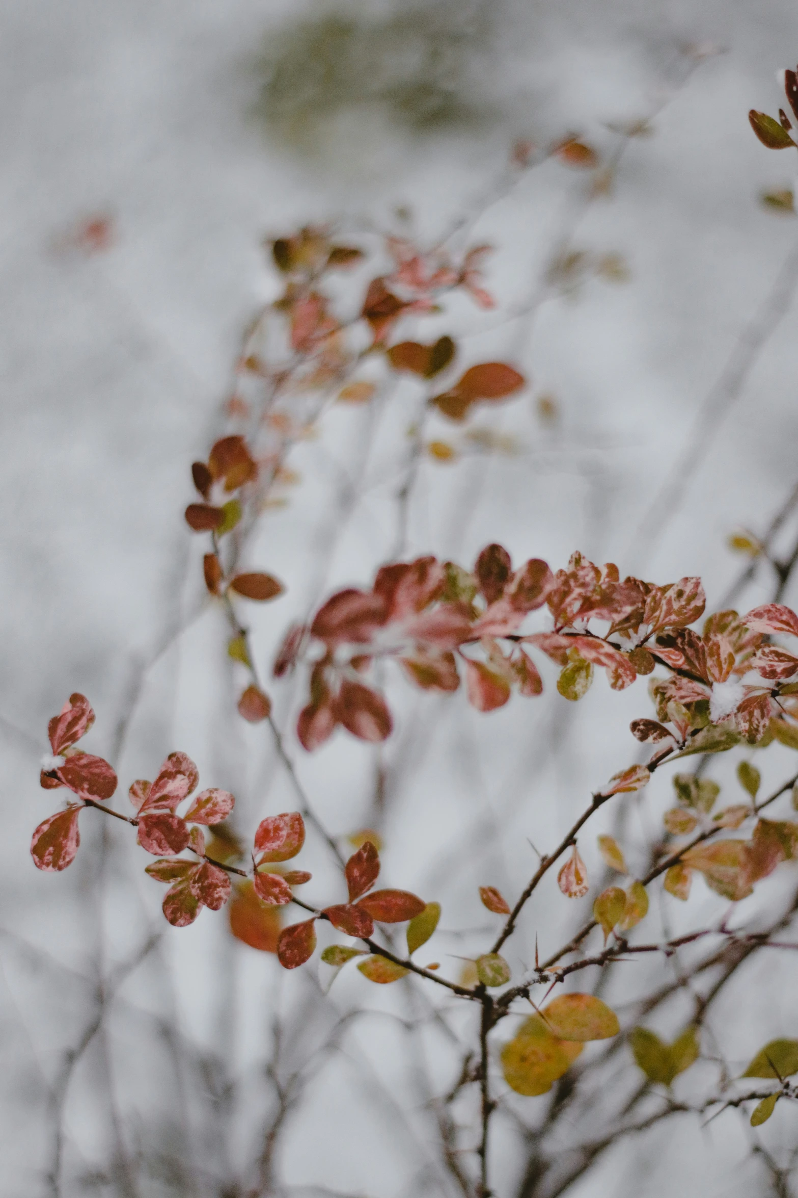 red leaves in a barren area with gray skies