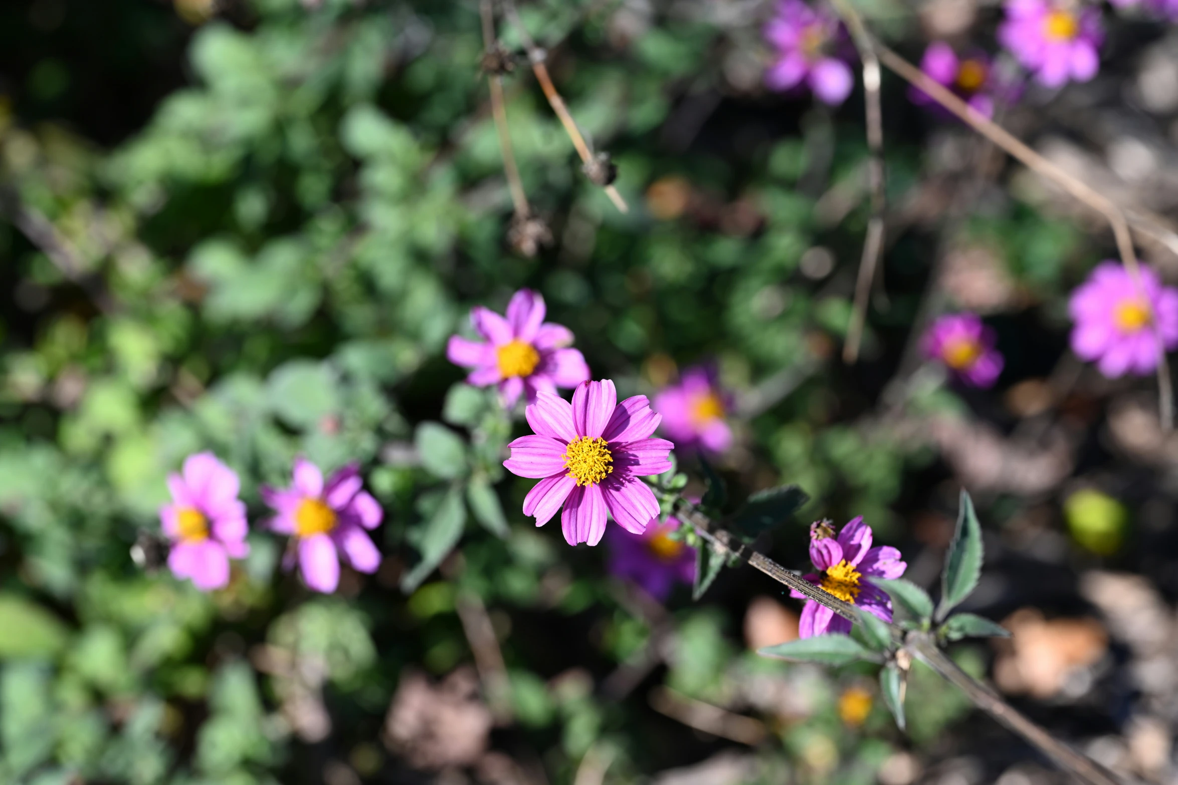 a field with lots of purple flowers on the plant