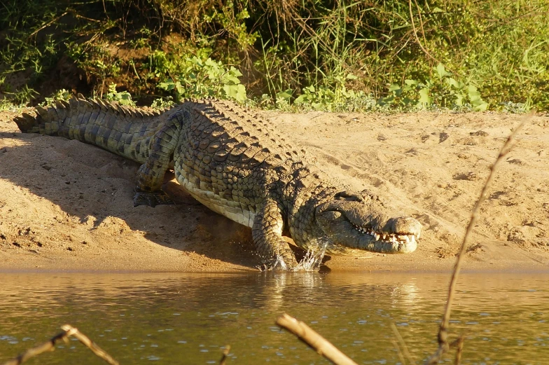 an alligator is laying in the water next to the sandy shore