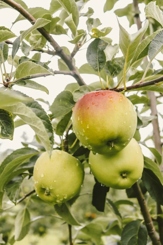 an apple tree filled with lots of green apples