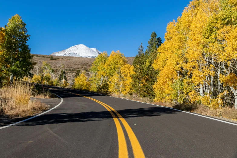 an image of a country road going through the woods