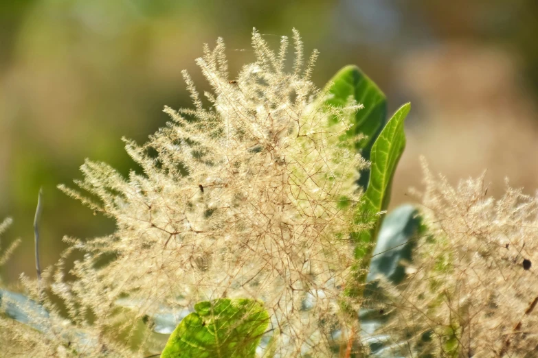 small brown plants are surrounded by little leaves