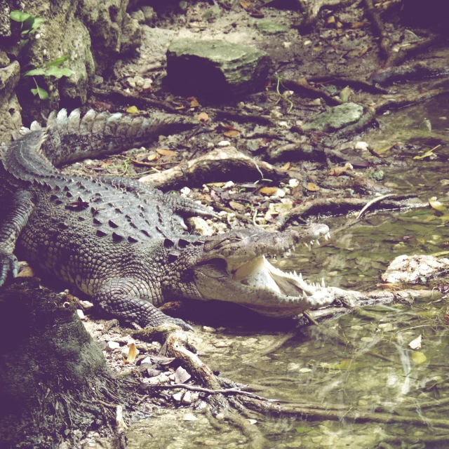 the large alligator is resting near the water