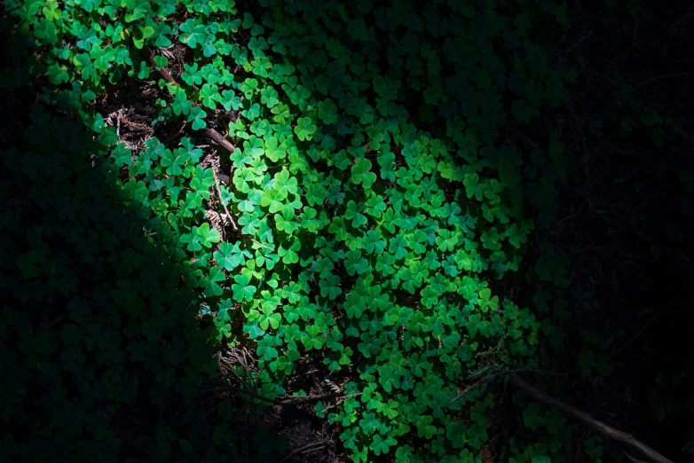 green leaves growing on an area of dark green color