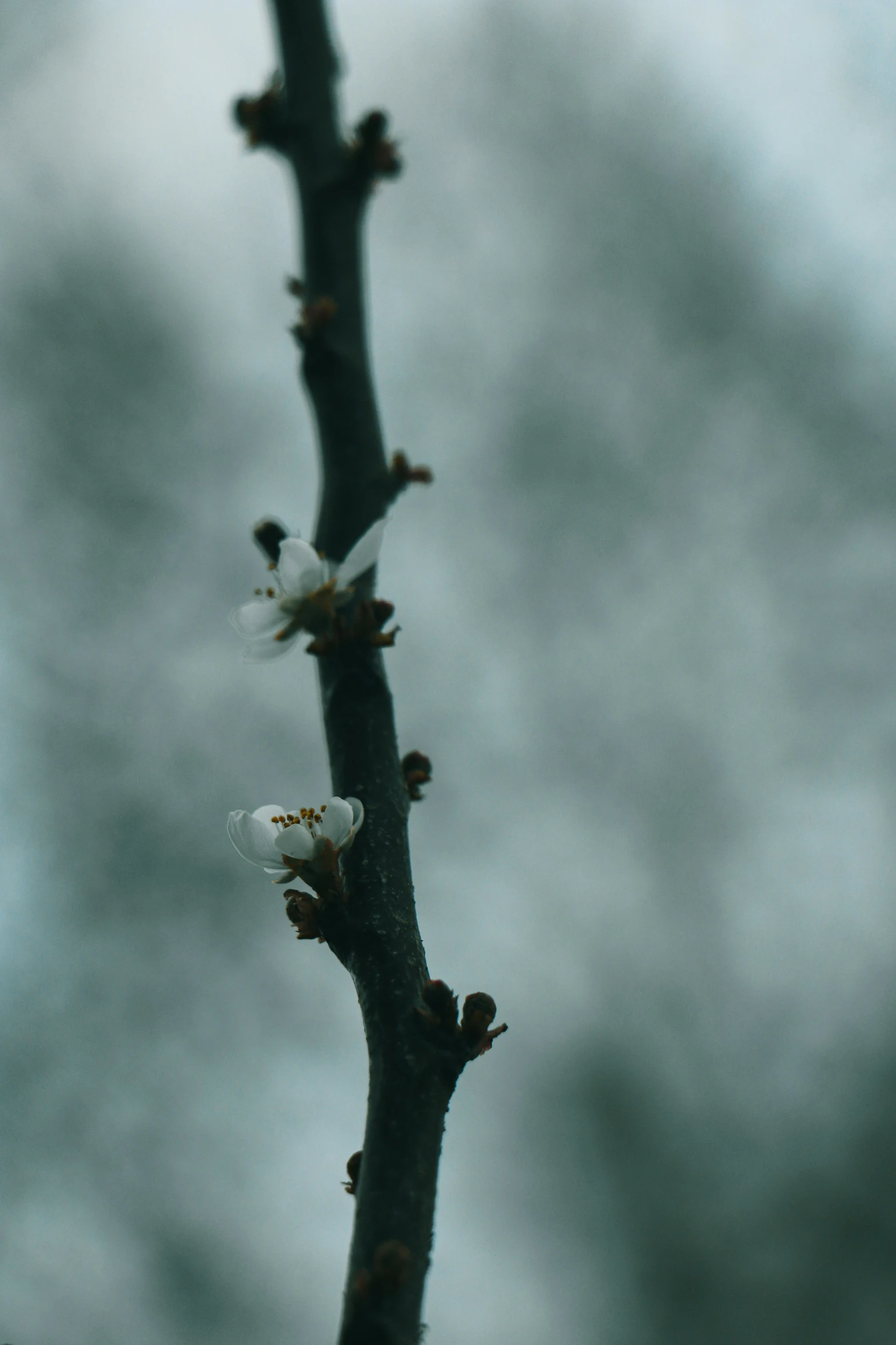 a plant with small flowers in it