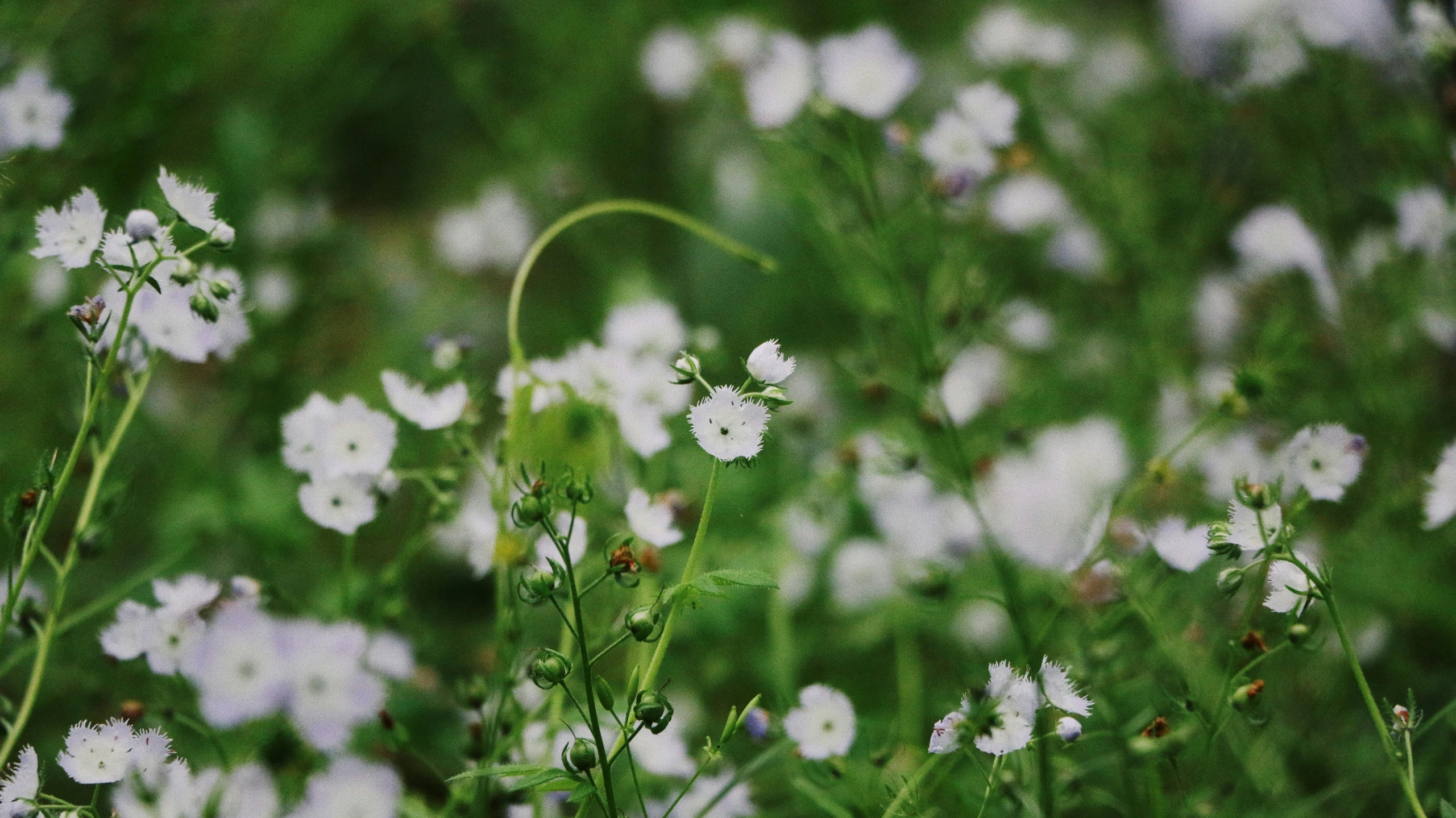 a field with lots of white flowers and greenery