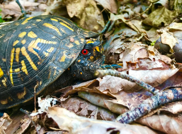 a tortoise turtle walking through the leaves with its head tilted