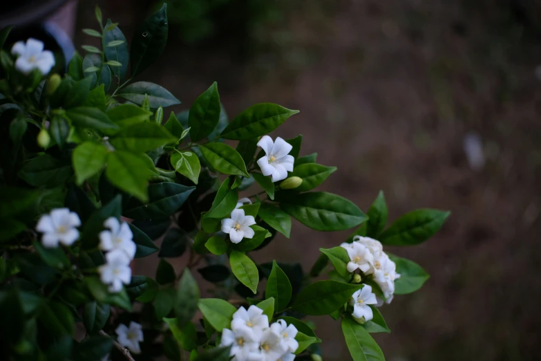 the small flowers are next to the green leaves