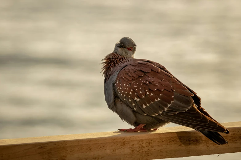 a bird that is perched on a post