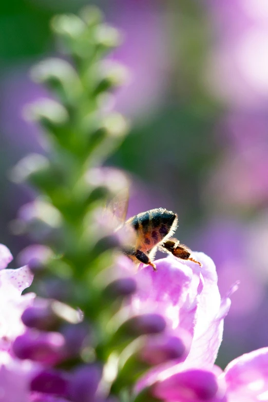 a honeybee on a pink flower in the sun