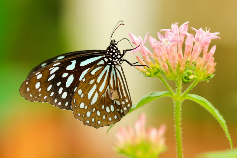 a erfly is sitting on top of a flower