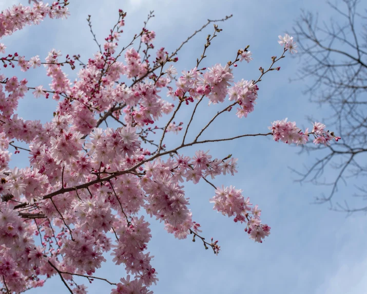 a view from below of the trees with pink flowers