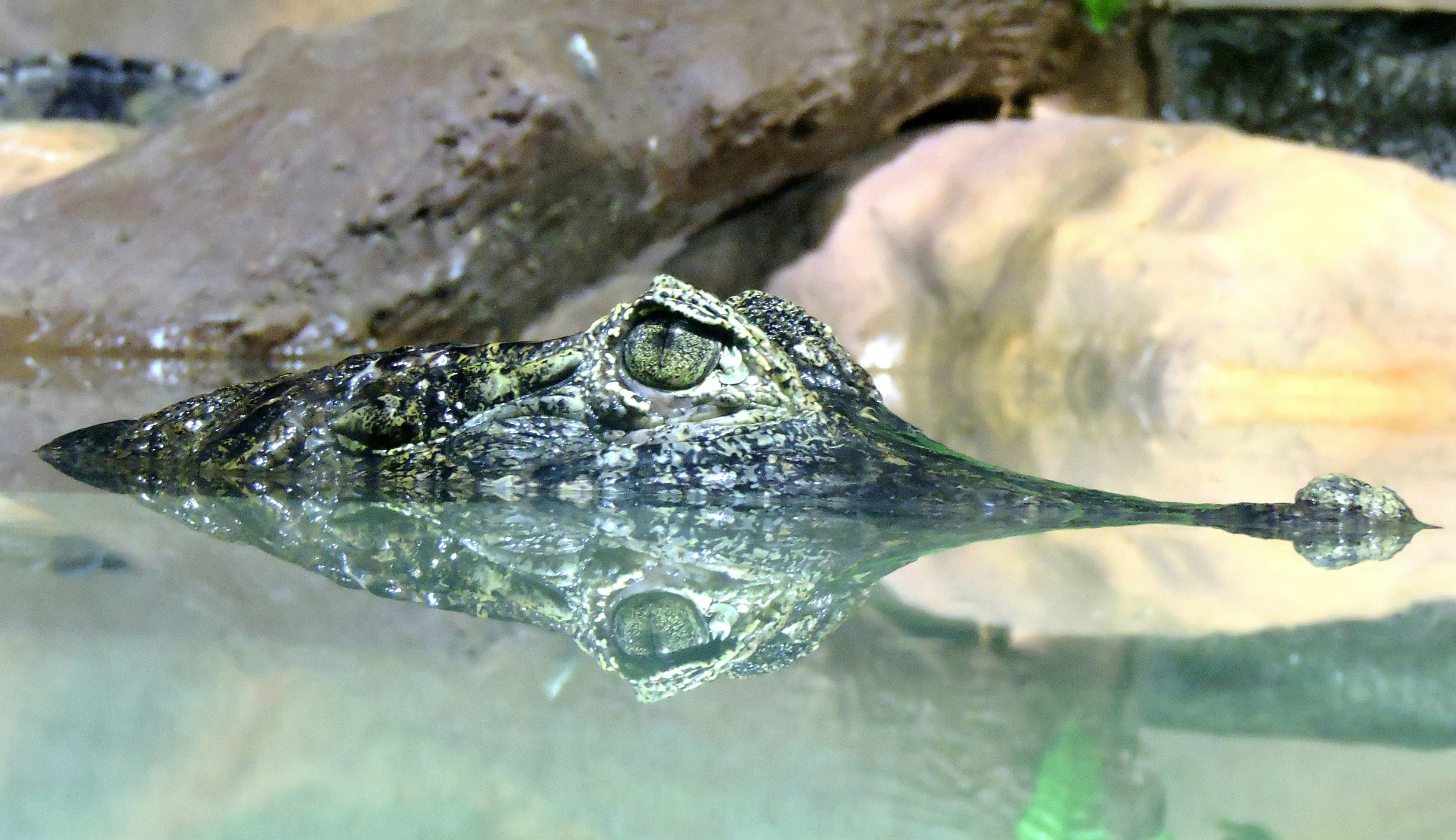 a crocodile is resting at the bottom of a pond