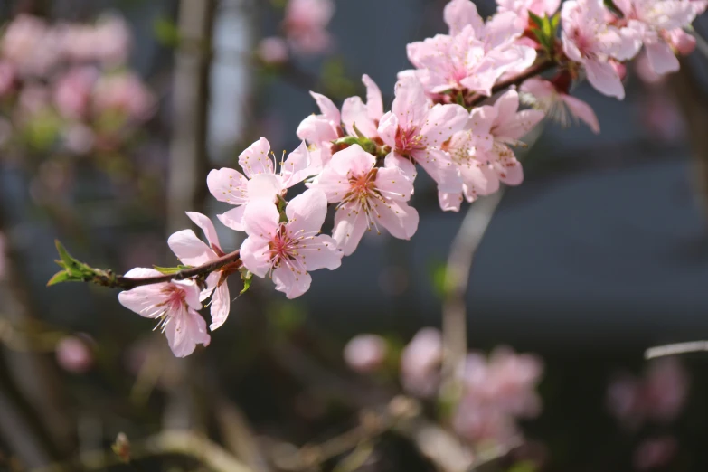 close up of the blossoming nches of a pink flowering tree