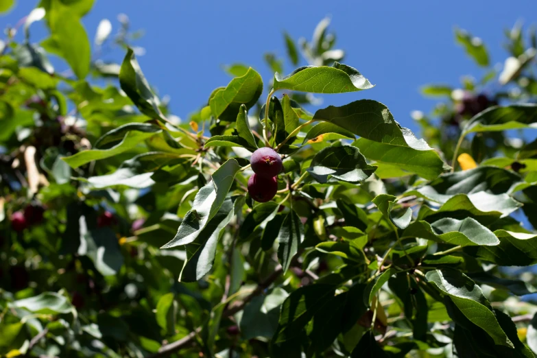 fruit growing on a tree against a blue sky