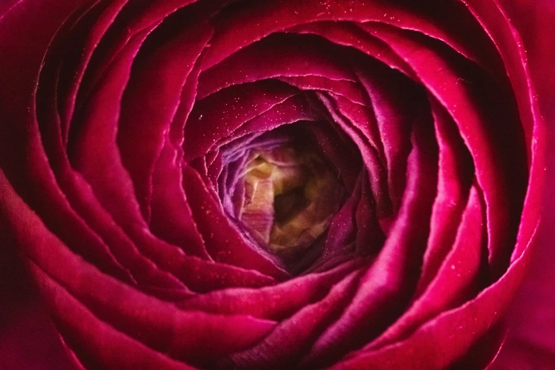 a close up picture of the inside of a large red flower