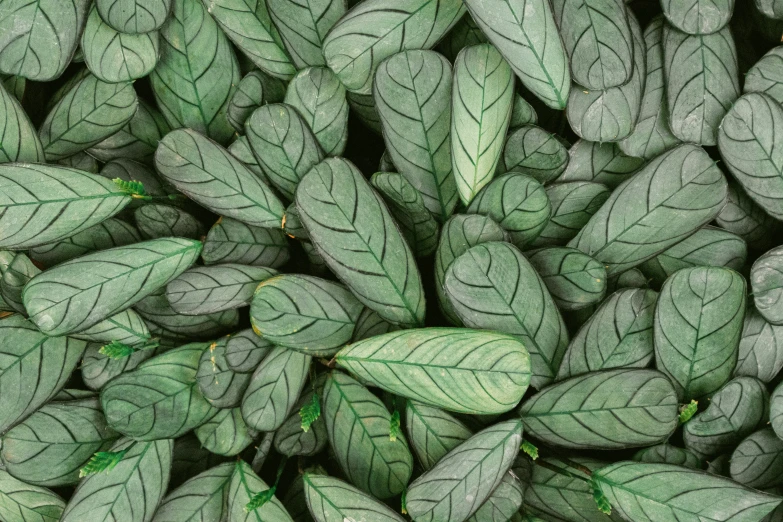 a closeup of the leaves of an asparagus plant