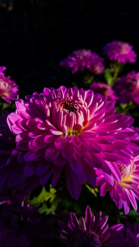 a flower that is sitting in the grass