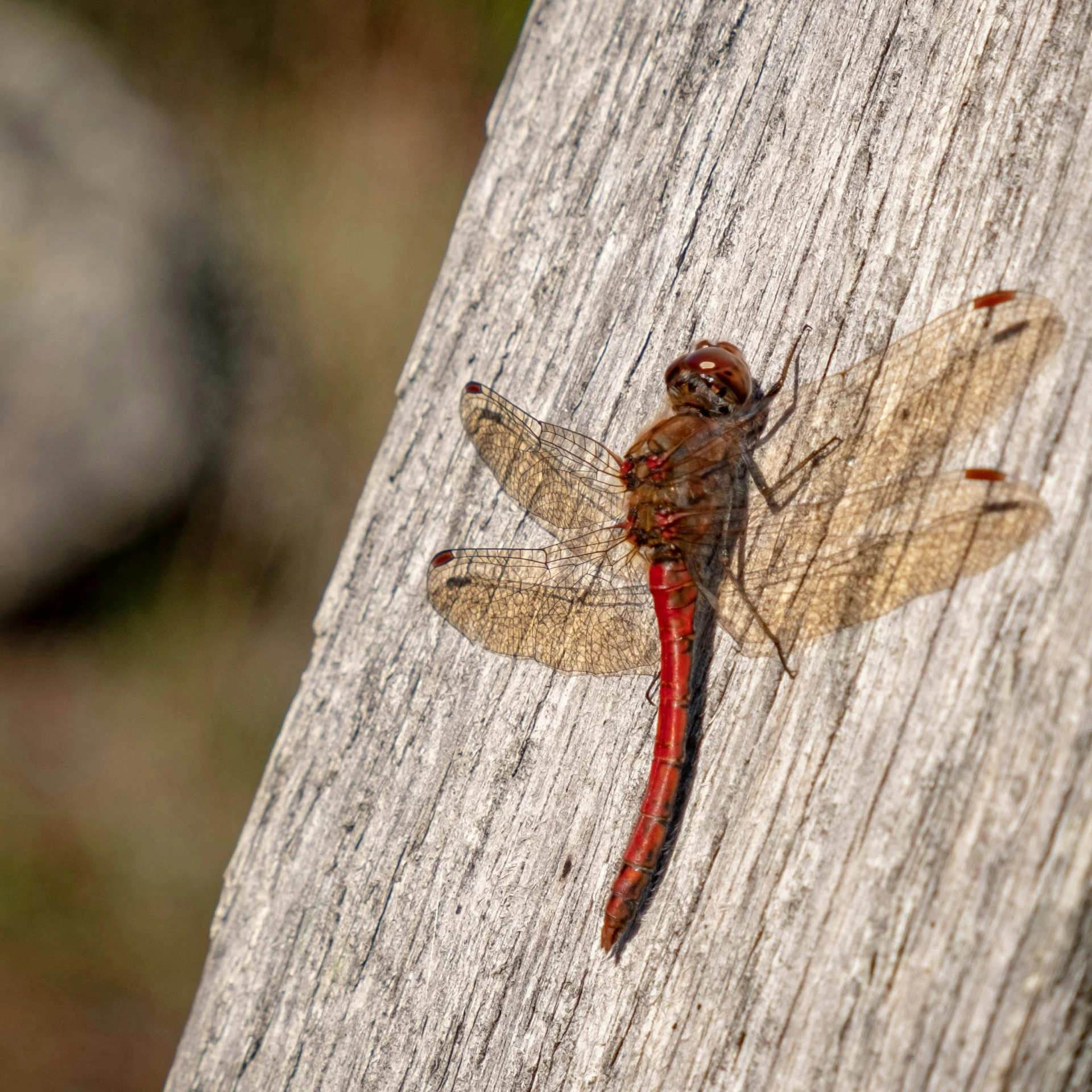 a red and black insect is on a piece of wood