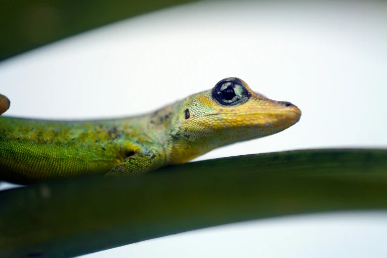 an eye on the tree limb shows his teeth