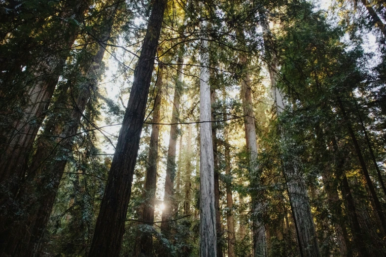 some tall trees and some green plants in the woods