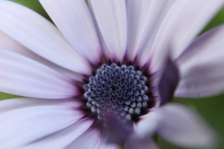 close up of a purple flower with green background