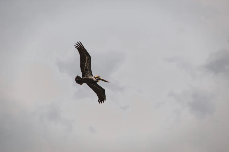 an adult bird with a yellow beak flies in the sky