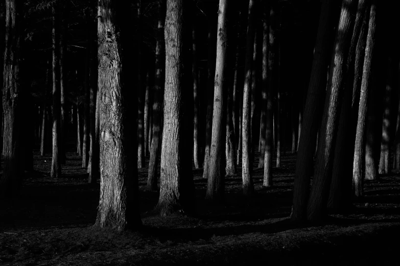 a black and white po of trees in the woods