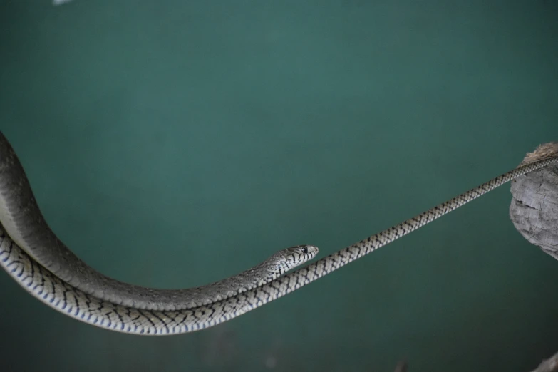 a snake sticks its tail out as it hangs from the ceiling