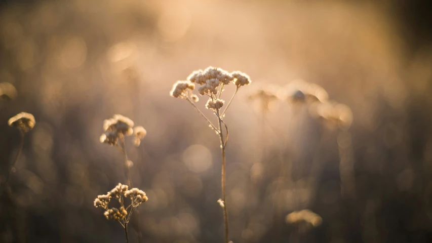 sun shining through the weeds at a field