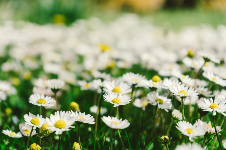 white daisies with yellow centers are in the middle of a field