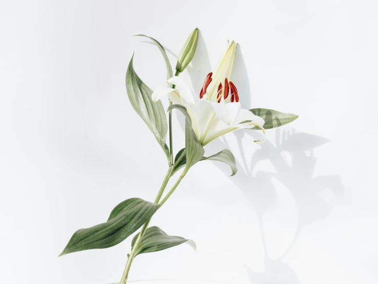 white flower on light grey background with long stemmed green plant