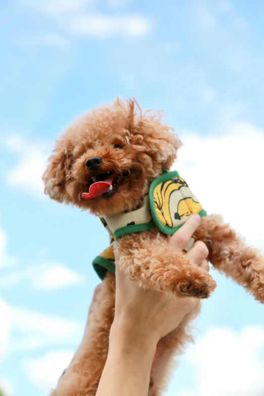 a small dog in a vest holds on to someones hand