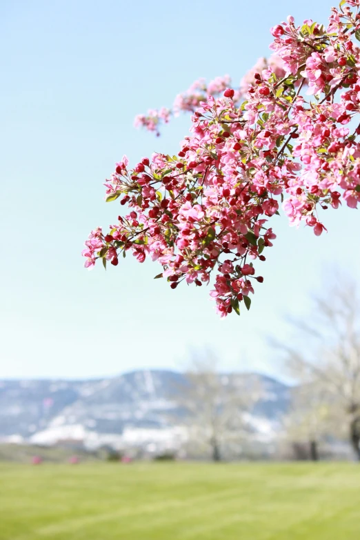 some pretty pink flowers with a green field behind them